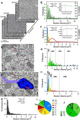 3D electron microscopy and volume-based bouton sorting reveal the selectivity of inputs onto geniculate relay cell and interneuron dendrite segments